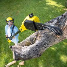 Best Tree Preservation Services  in Burkesville, KY